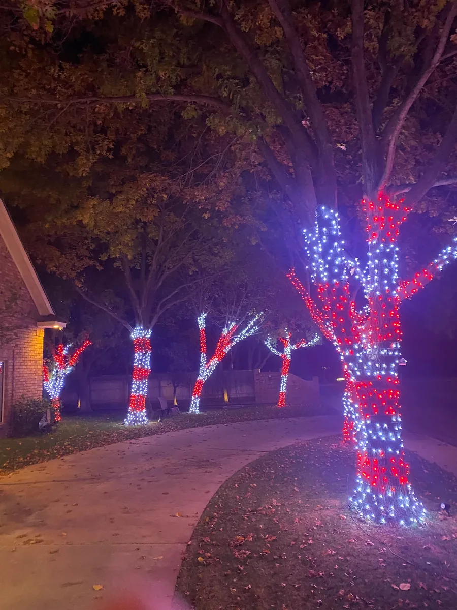 Claire's peppermint trees lit by T'n D